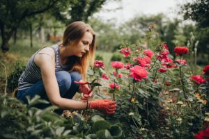 How to Prune Roses
