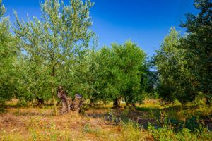 Everything you need to know about Olive Trees